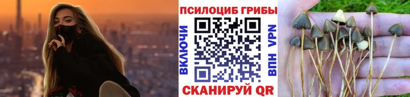 дарнет шоп  Павловск  Галлюциногенные грибы мицелий 